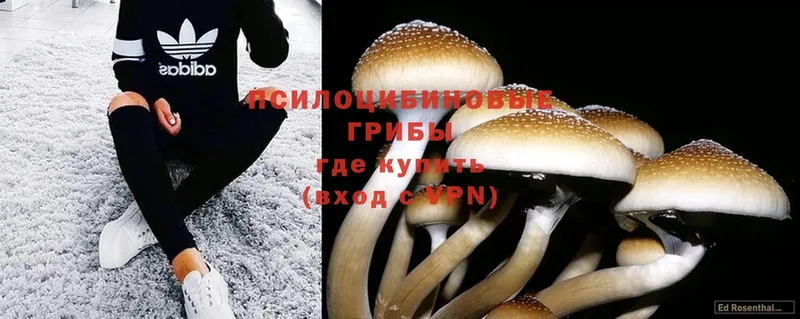 Псилоцибиновые грибы Psilocybe  Кашира 